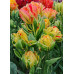 Тюльпан Тюльпан ФрутКоктейль (многоцветковый) 