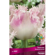 Тюльпан Галери (бахромчатый)