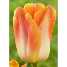 Тюльпан Голден Династи 
