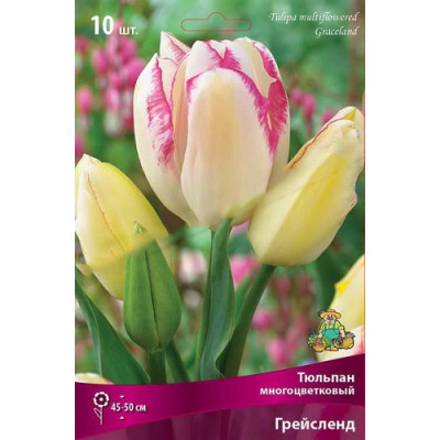 Тюльпан Грейсленд (многоцветковый)