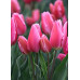 Тюльпан Хэппи Фэмили (многоцветковый)
