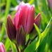 Тюльпан Хэппи Фэмили (многоцветковый)