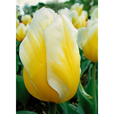 Тюльпан Хэппи Пипл 