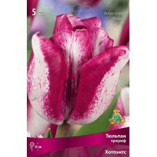 Тюльпан Хотпэнтс  (Триумф)