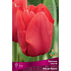 Тюльпан Иль де Франс (триумф)