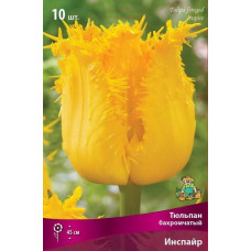 Тюльпан Инспайр (бахромчатый)