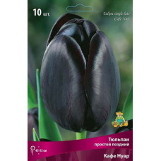 Тюльпан Кафе Нуар (простой поздний)