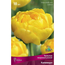 Тюльпан Калимеро (махровый ранний)