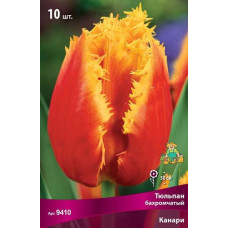 Тюльпан Канари (бахромчатый)