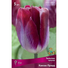 Тюльпан Канзас Прауд (триумф)