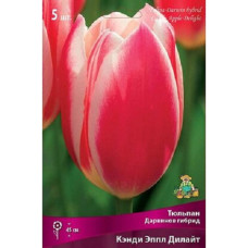 Тюльпан Кэнди Эппл Дилайт (Дарвинов гибрид)