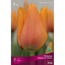 Тюльпан Кэш (Дарвинов гибрид)