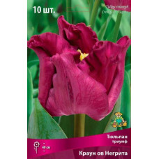 Тюльпан Краун ов Негрита (Триумф)