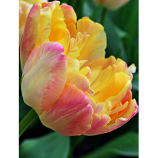 Тюльпан Крем Апстар 