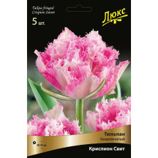 Тюльпан Криспион Свит (бахромчатый)