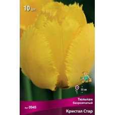 Тюльпан Кристал Стар (бахромчатый)