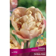 Тюльпан Ла Бель Эпок (махровый поздний)