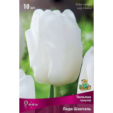 Тюльпан Леди Шанталь (Триумф)