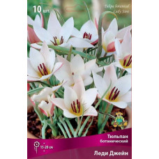 Тюльпан Леди Джейн (ботанический)