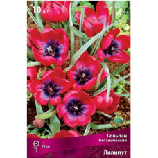 Тюльпан Лилипут (ботанический)