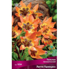 Тюльпан Литтл Принцесс (ботанический)