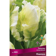 Тюльпан Мадонна (попугайный)