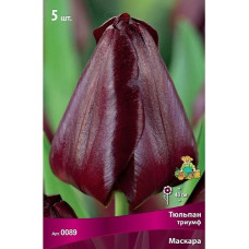 Тюльпан Маскара (Триумф)