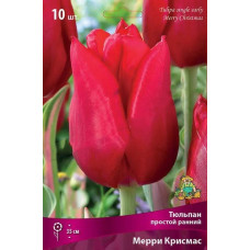 Тюльпан Мерри Крисмас (простой ранний)