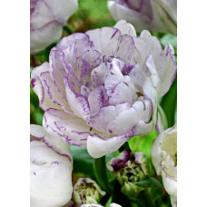 Тюльпан Нормандия 