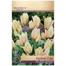 Тюльпан Альбион Стар (многоцветковый)