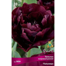 Тюльпан Пальмира (махровый ранний)