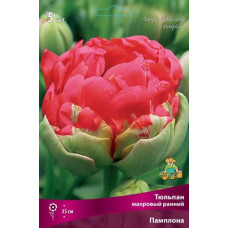 Тюльпан Памплона (махровый ранний)