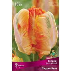 Тюльпан Пэррот Кинг (попугайный)