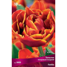 Тюльпан Пеббл (махровый поздний)