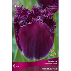 Тюльпан Пёпл Кристал (бахромчатый)