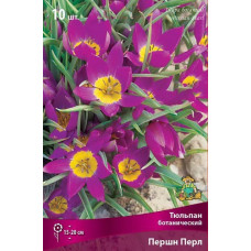 Тюльпан Першн Перл (ботанический)