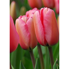 Тюльпан Пинк Импрешн 