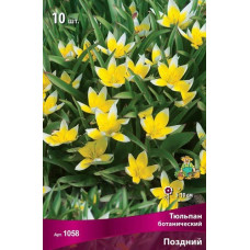 Тюльпан поздний (ботанический)