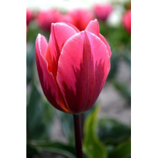 Тюльпан Притти Принцесс (Триумф)