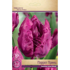 Тюльпан Пэррот Принц (попугайный)