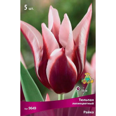 Тюльпан Райка (лилиецветный)