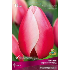 Тюльпан Рашн Принцесс (Дарвинов гибрид)