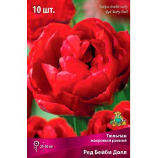 Тюльпан Ред Бейби Долл (махровый ранний)