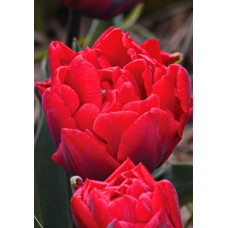 Тюльпан Ред Принцесс 