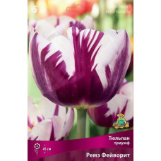 Тюльпан Ремз Фейворит (Триумф)
