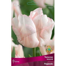 Тюльпан Риджойс (триумф)