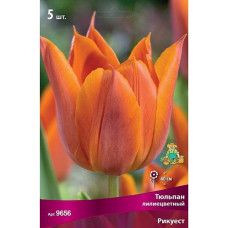 Тюльпан Рикуест (лилиецветный)