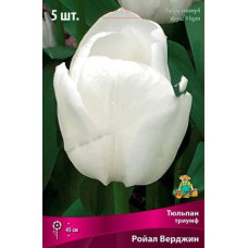 Тюльпан Ройал Верджин (Триумф)