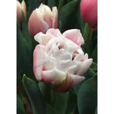 Тюльпан Самбука (махровый поздний)