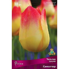 Тюльпан Санкэтчер (Триумф)